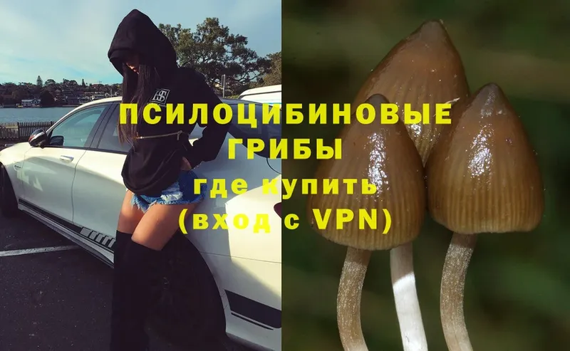 наркота  kraken ТОР  Галлюциногенные грибы MAGIC MUSHROOMS  Кувшиново 